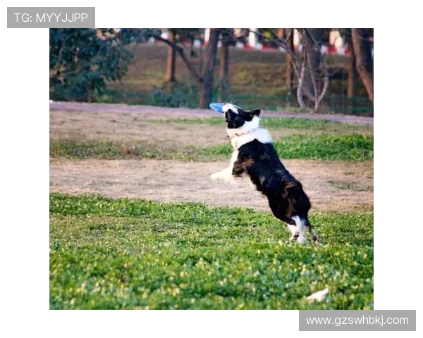 杨强独家分享飞盘技巧与心得体会助你轻松掌握这项运动的魅力与乐趣